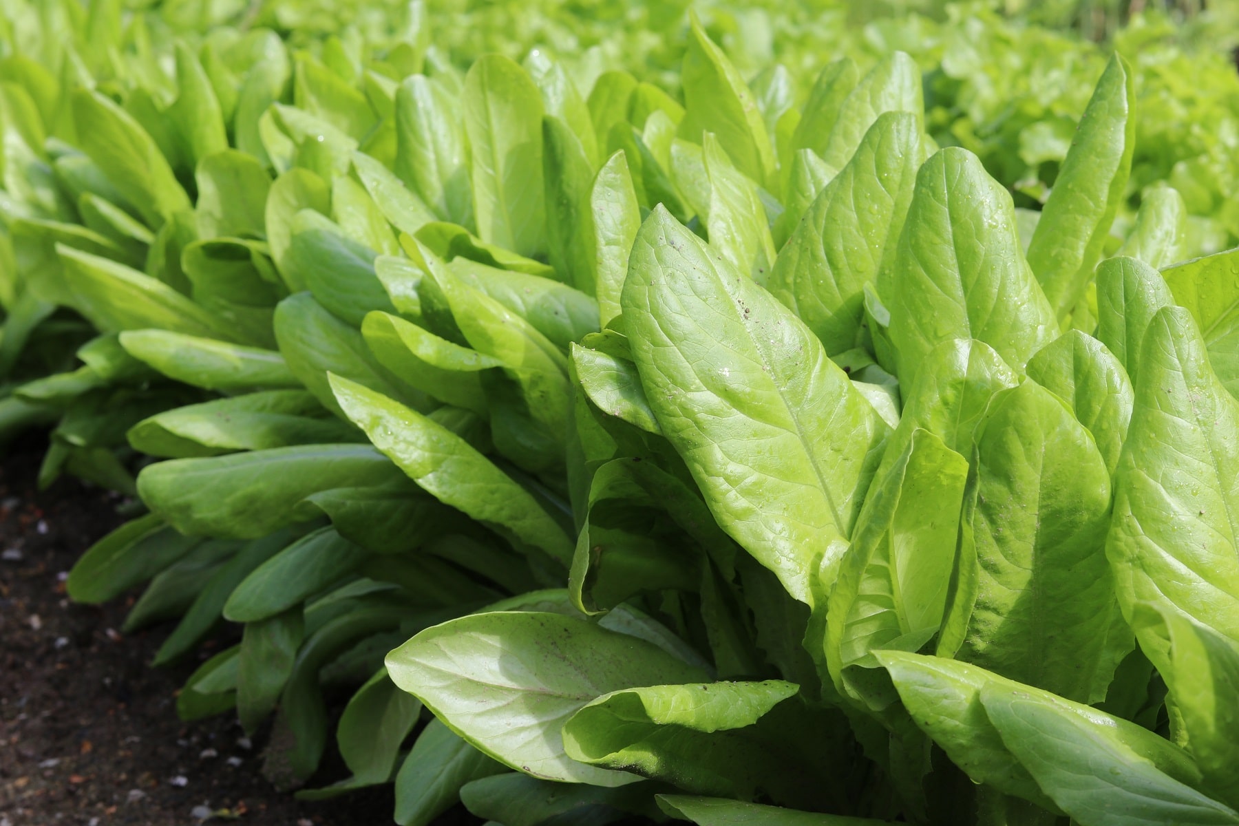 Pflücksalat (Lactuca sativa var. crispa)