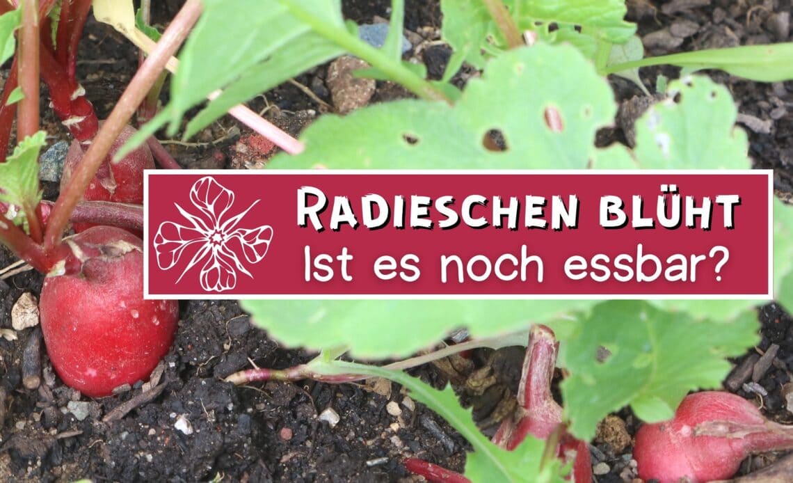 Radieschen mit Blüte