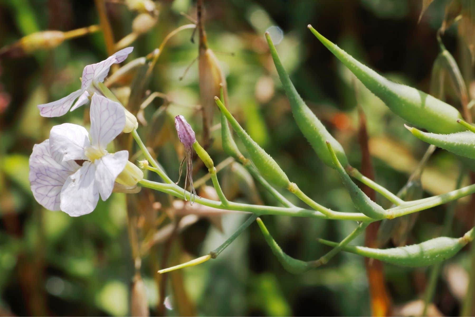 Radieschenblüte mit Schoten