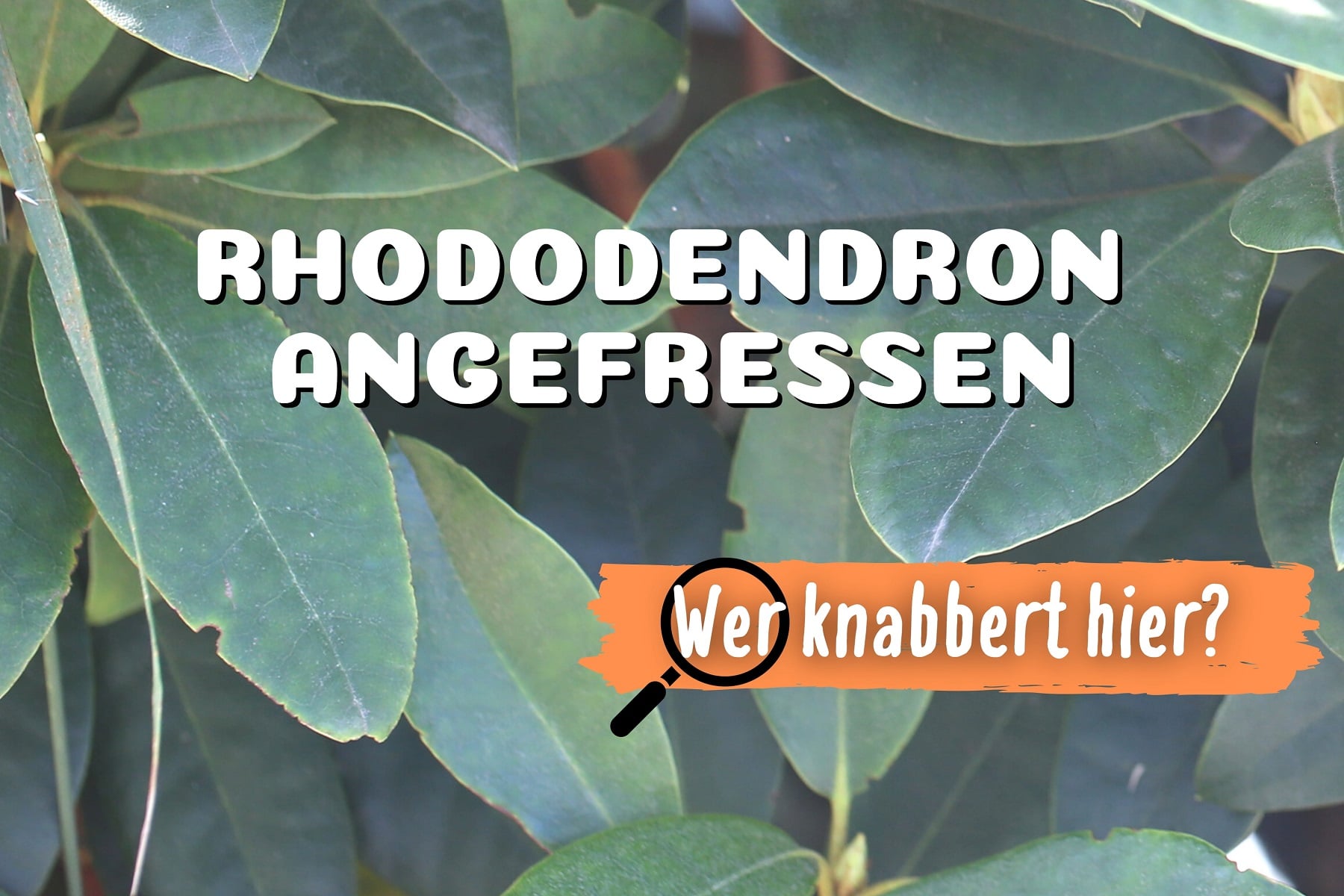rhododendron yak morgenrot Yakushima-Rhododendron 'Morgenrot' (Rhododendron yak. I) kaufen –  pflanzenmax.de main image 1