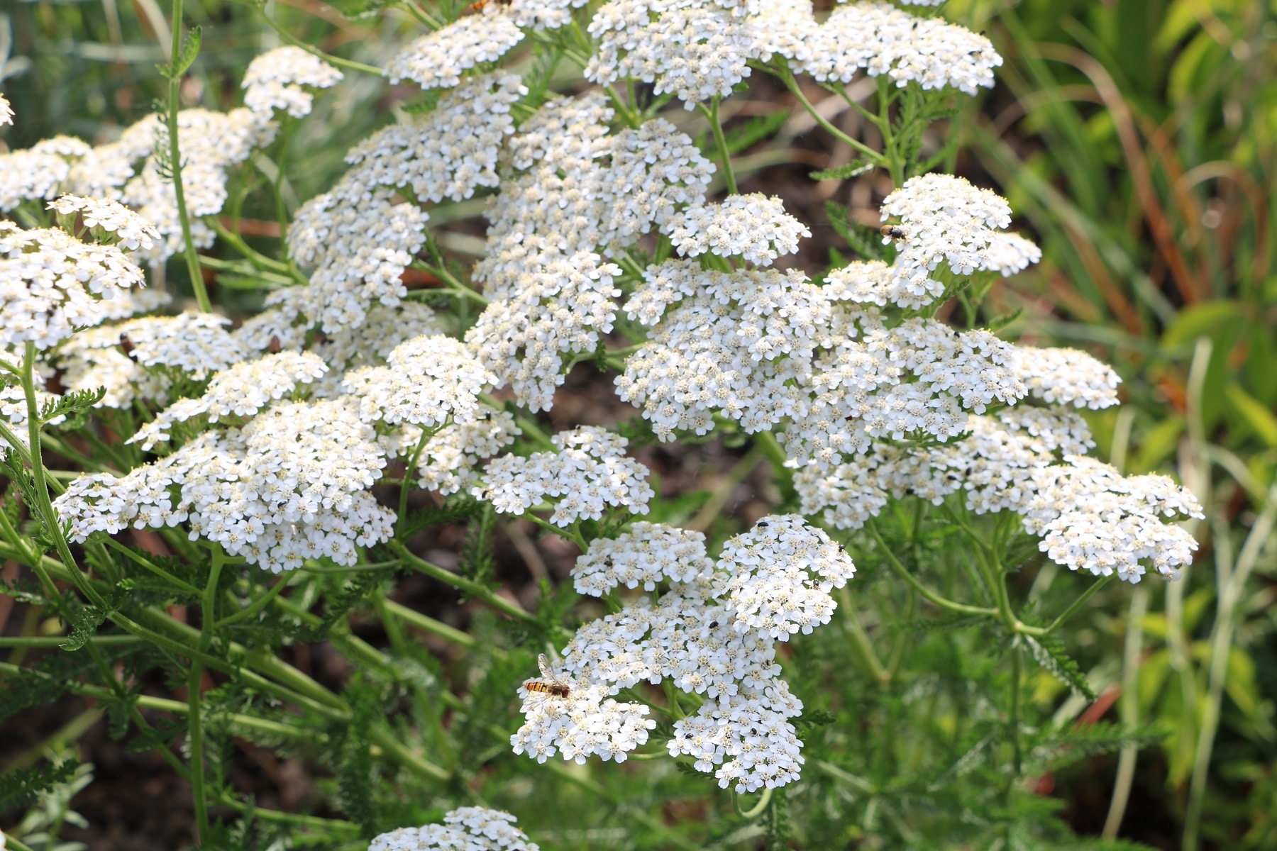 Gemeine Schafgarbe (Achillea millefolium)