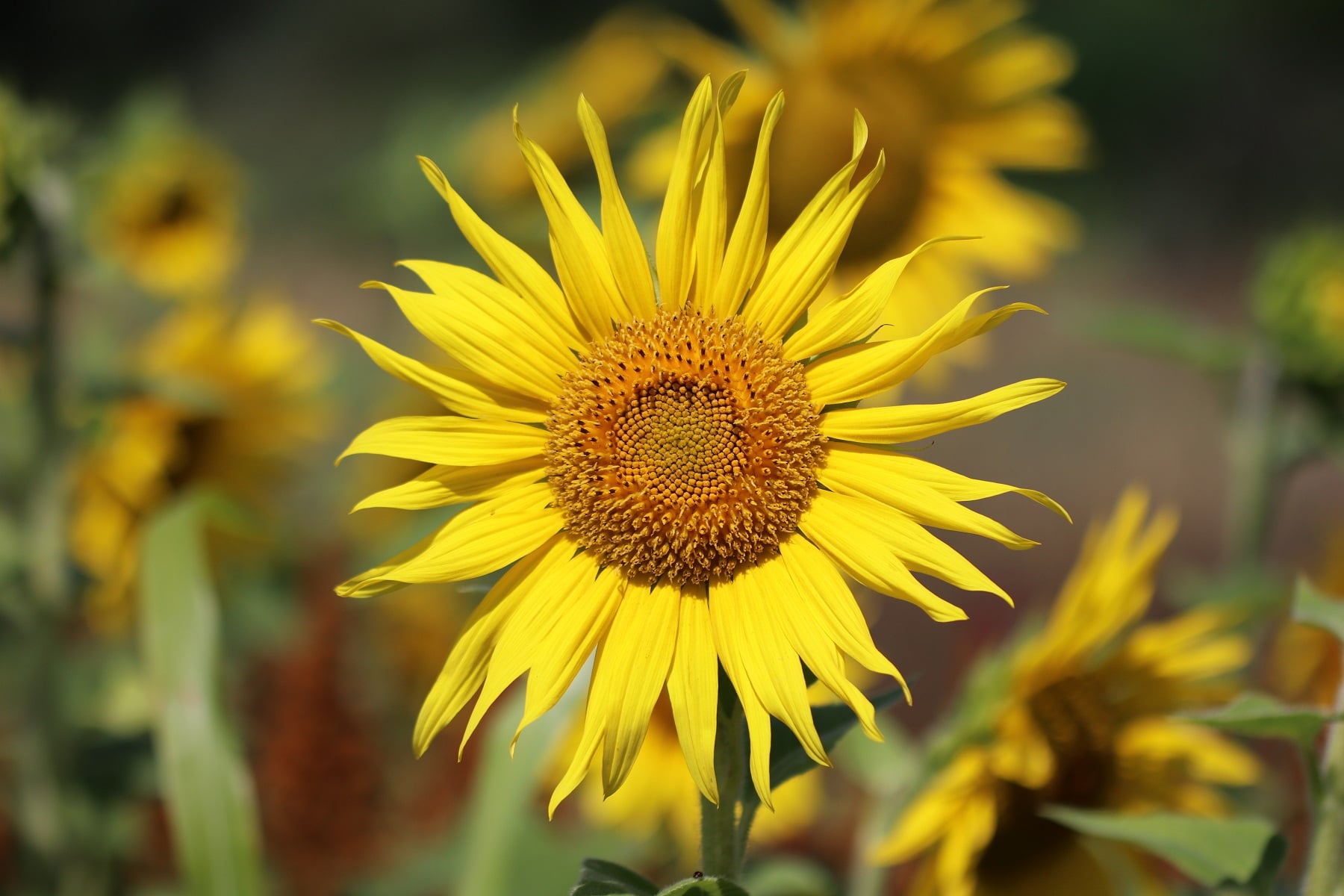 Sonnenblume (Helianthus annuus)