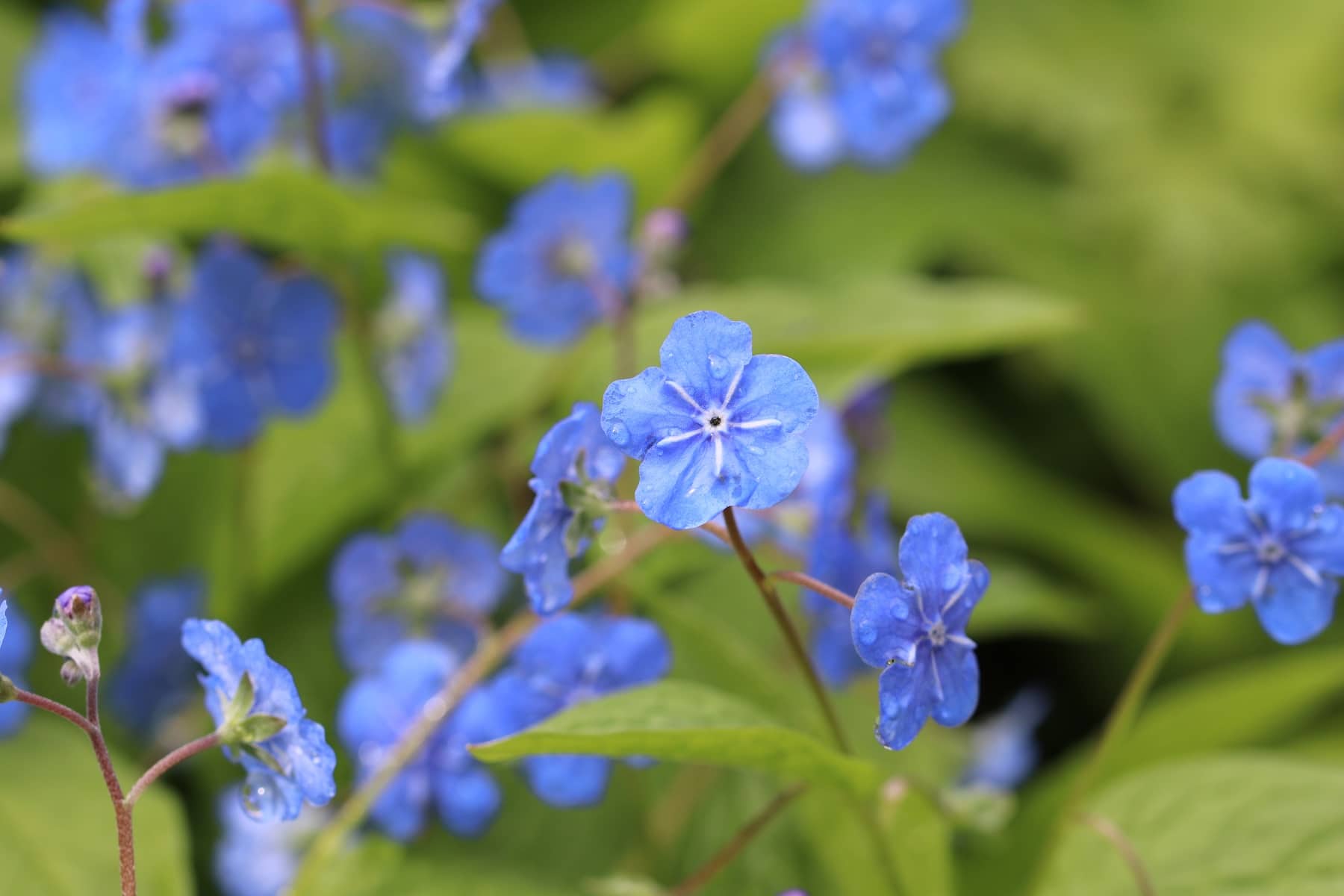 Vergissmeinnicht (Myosotis)