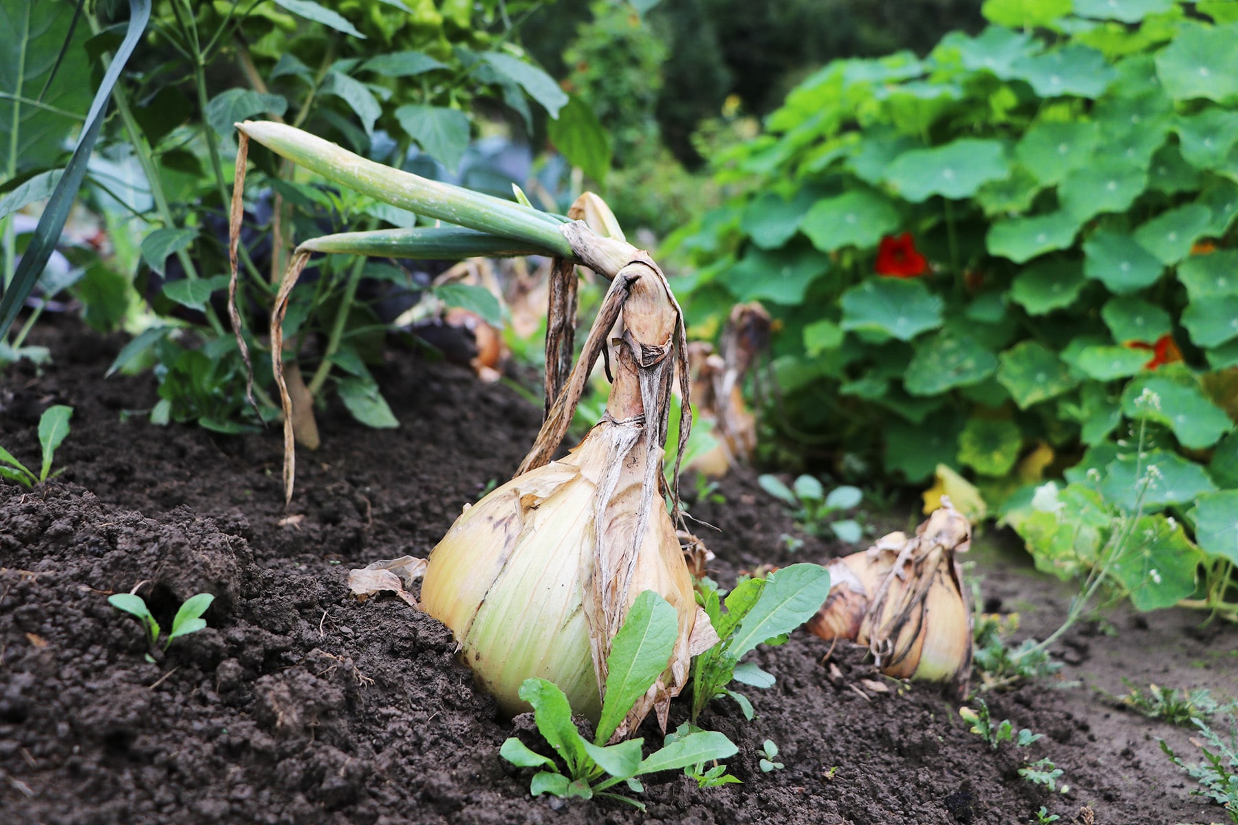 Zwiebel (Allium cepa)