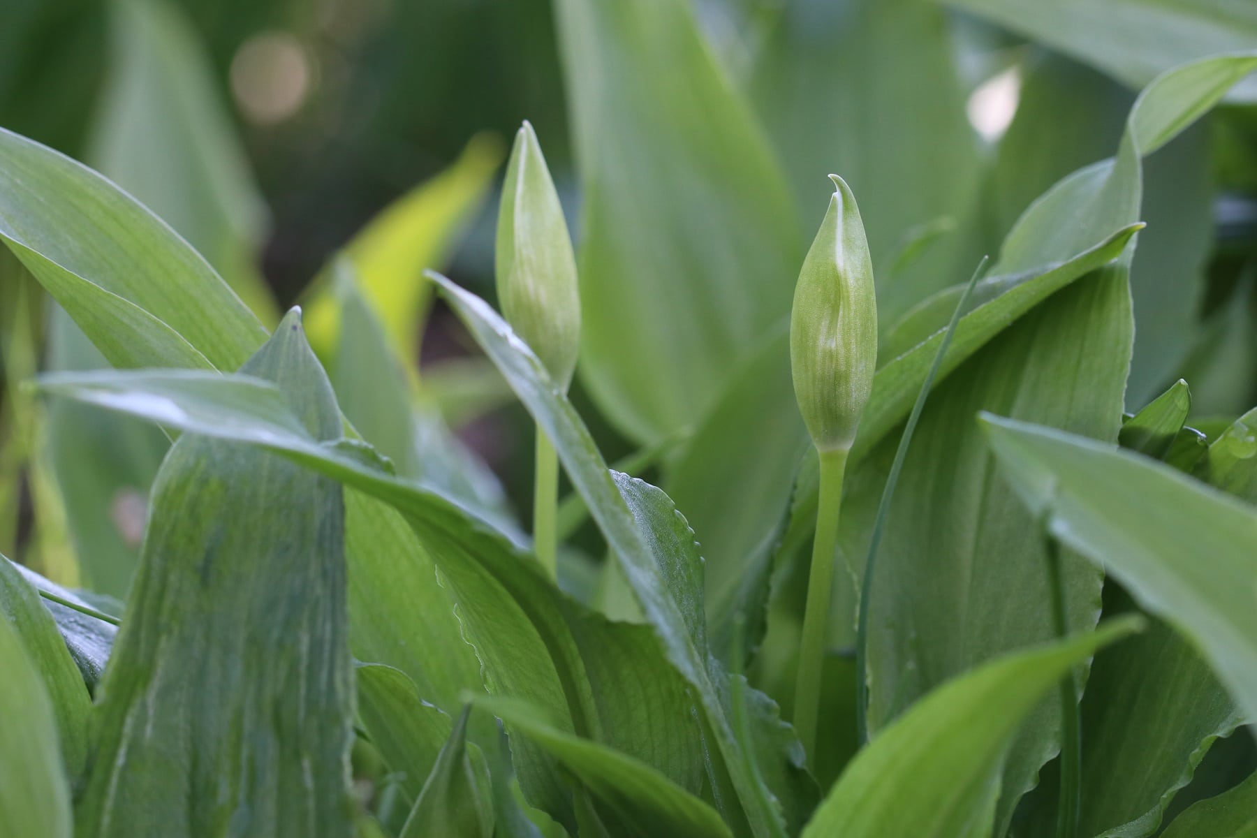 Bärlauch (Allium ursinum)