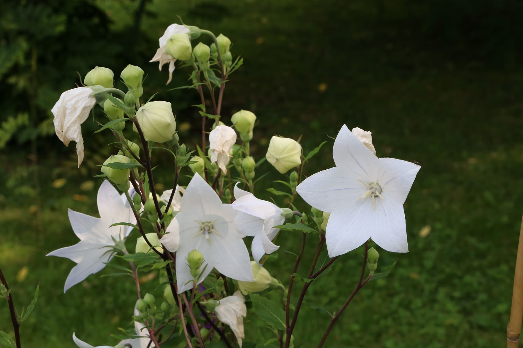 Ballonblumen (Platycodon grandiflorus)