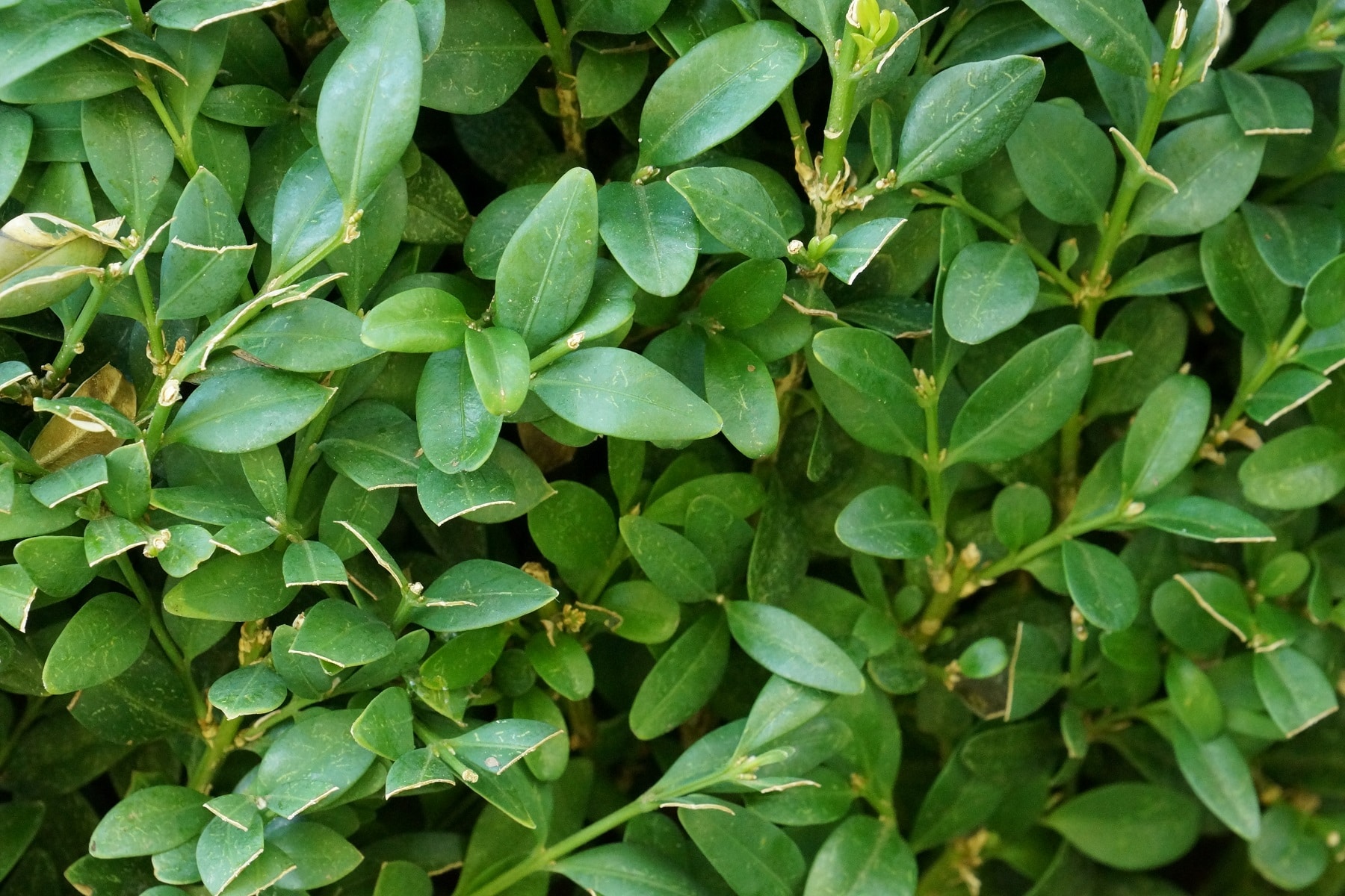 Buchsbaum (Buxus sempervirens)