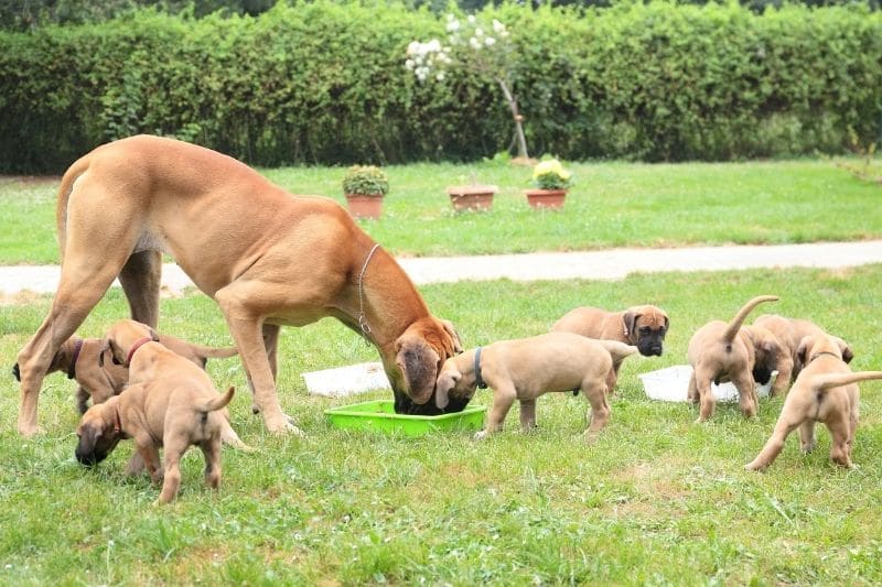 Dänische Dogge mit vielen Welpen