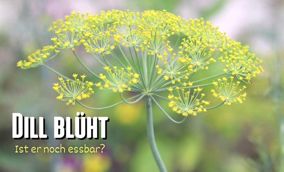 Dill blüht