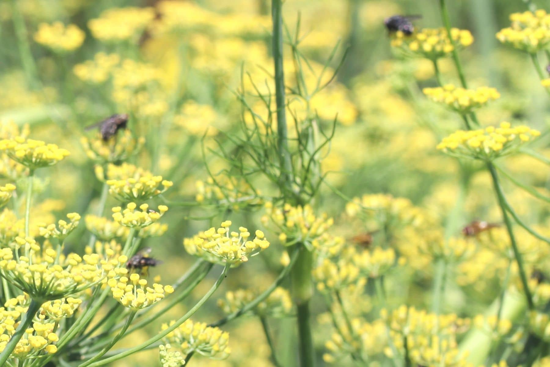 Insekten an Dillblüten