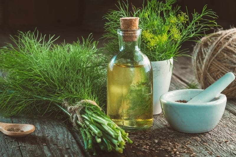 Dillöl in Flasche mit frischen sowie blühendem Dill auf Tisch