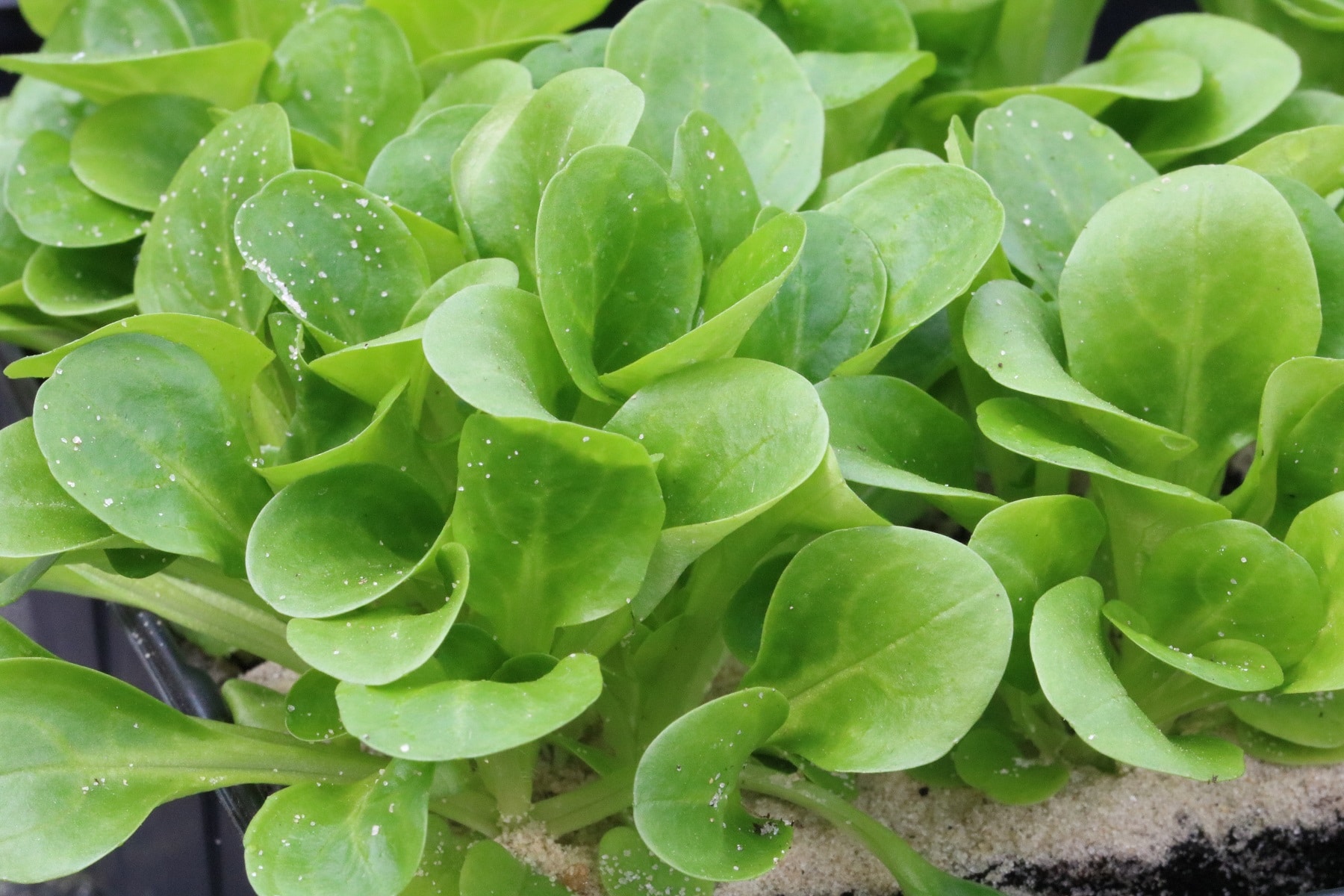 Feldsalat (Valerianella locusta)