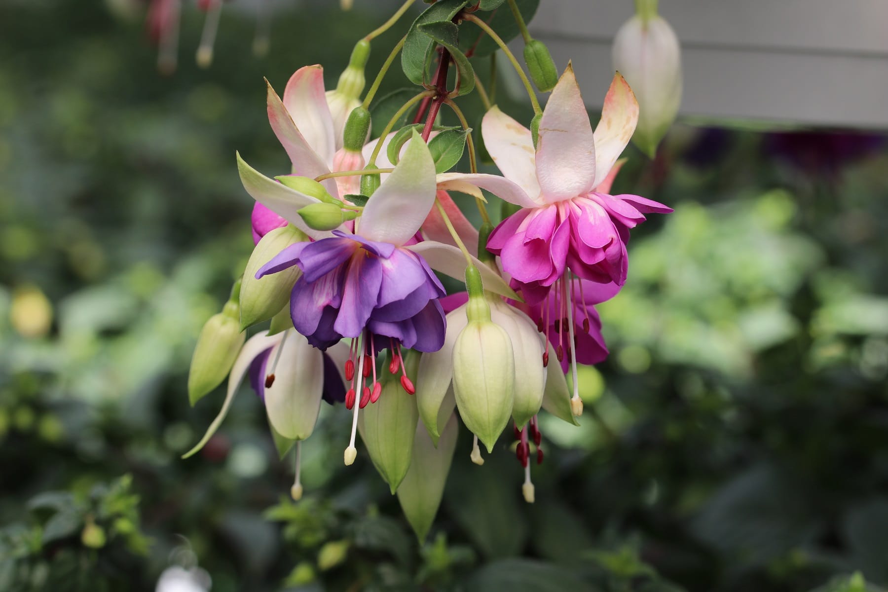 Fuchsie (Fuchsia)