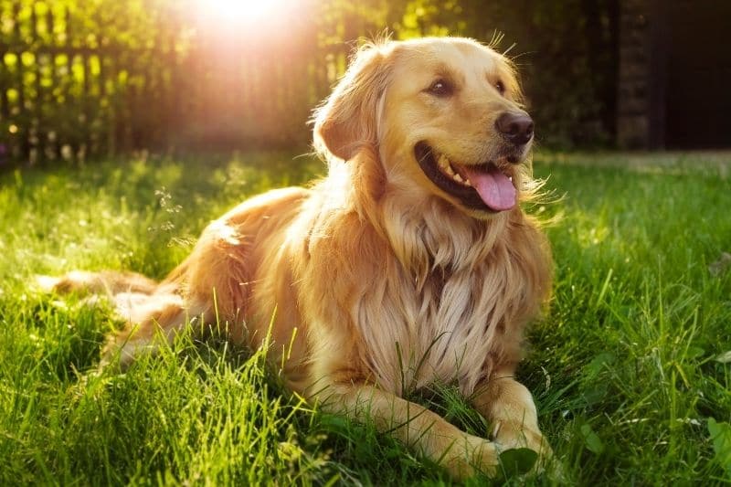 Golden Retriever