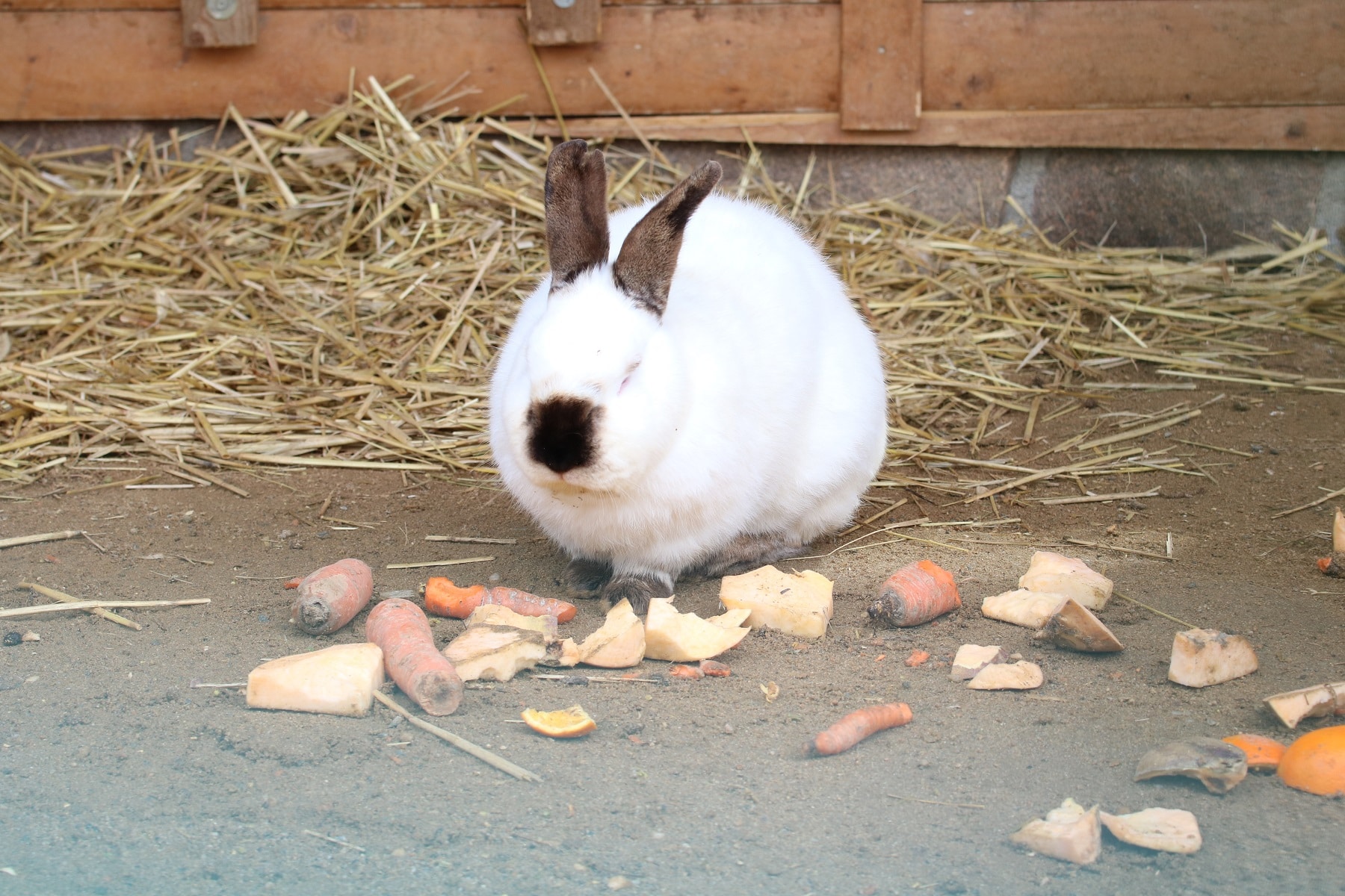 Hauskaninchen