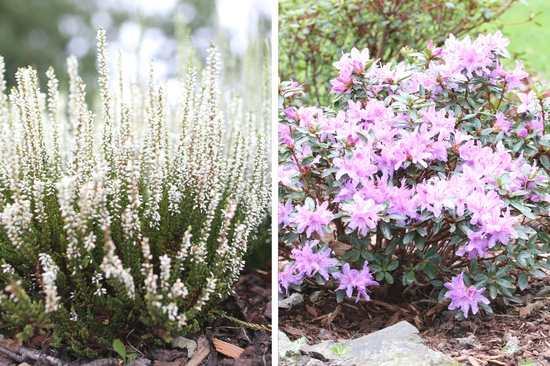 Heidekraut (Erica) und Rhododendron