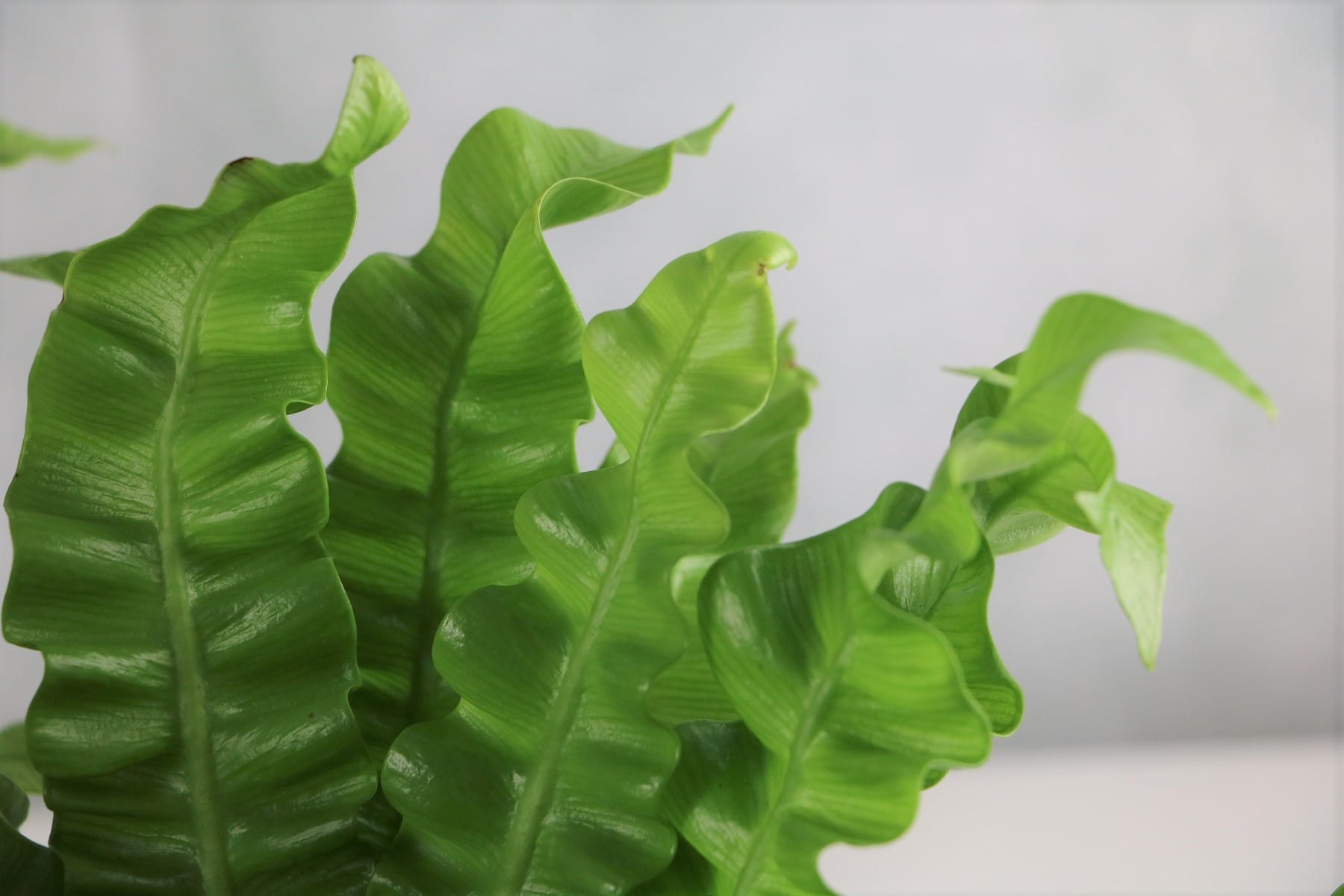 Hirschzungenfarn (Asplenium scolopendrium)