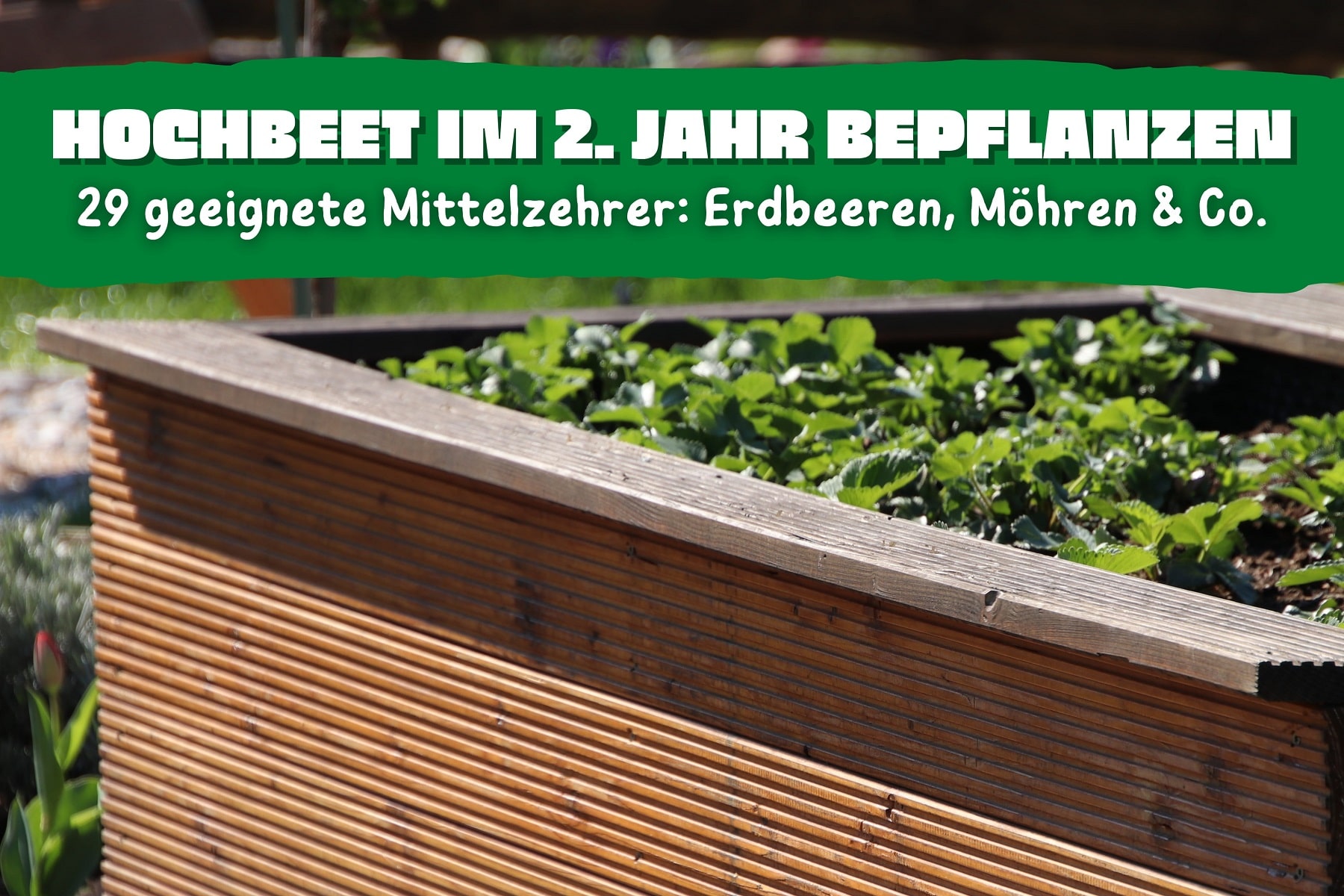 Hochbeet im 2. Jahr bepflanzen 29 Pflanzen Gartenrat.de