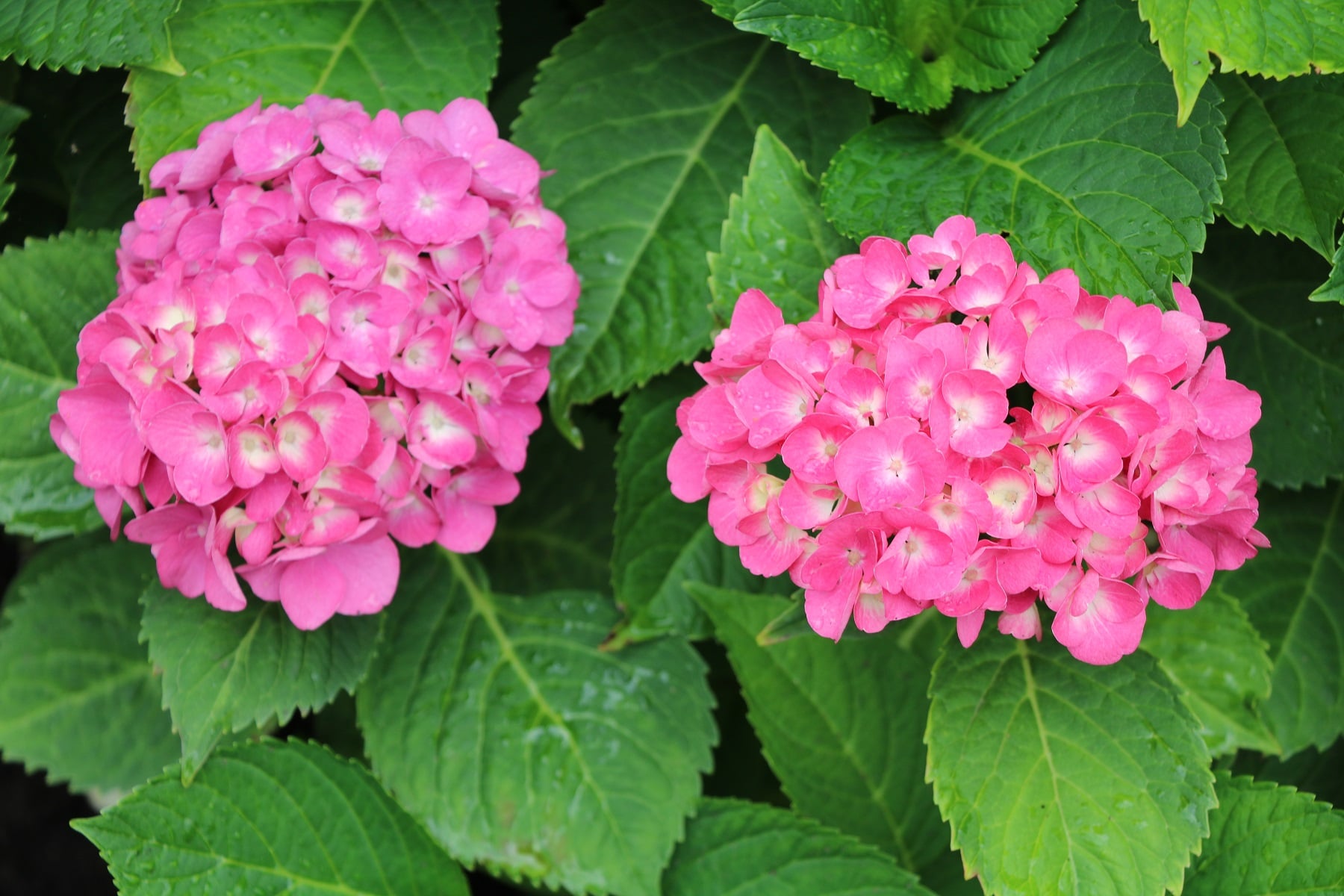 Hortensie (Hydrangea)