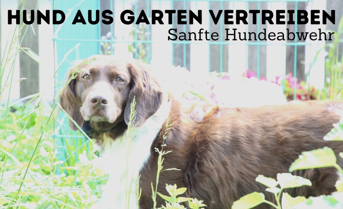 Hund im Garten