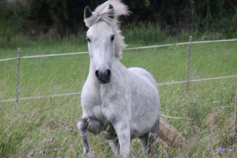 Islandpferd Schimmel