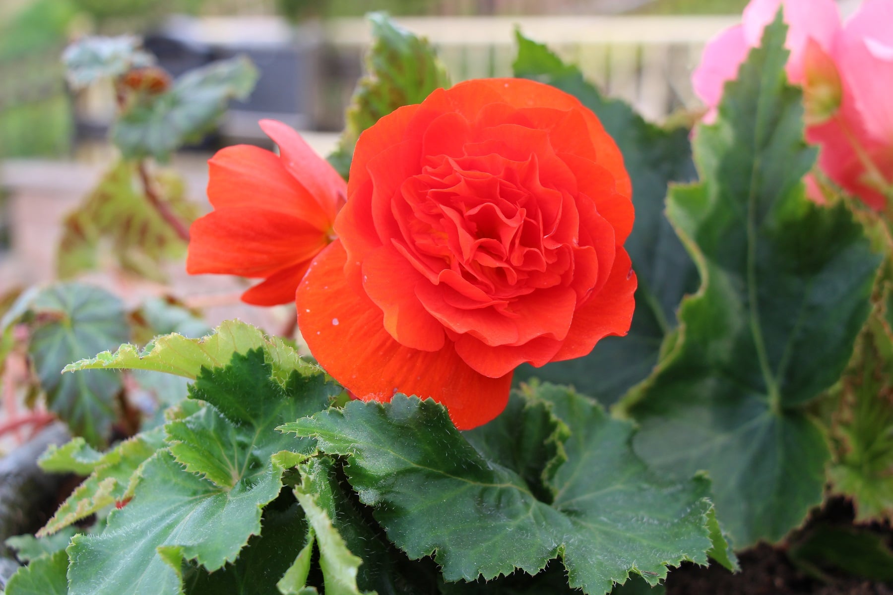 Knollenbegonie (Begonia tuberhybrida)