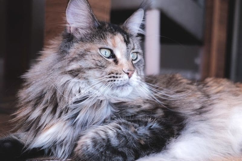 Maine Coon Katze