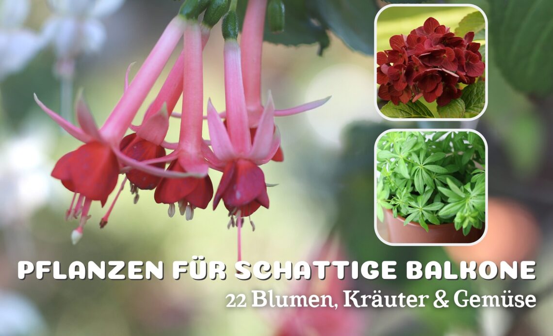 Pflanzen für den Nordbalkon - Fuchsie, Hortensie und Waldmeister