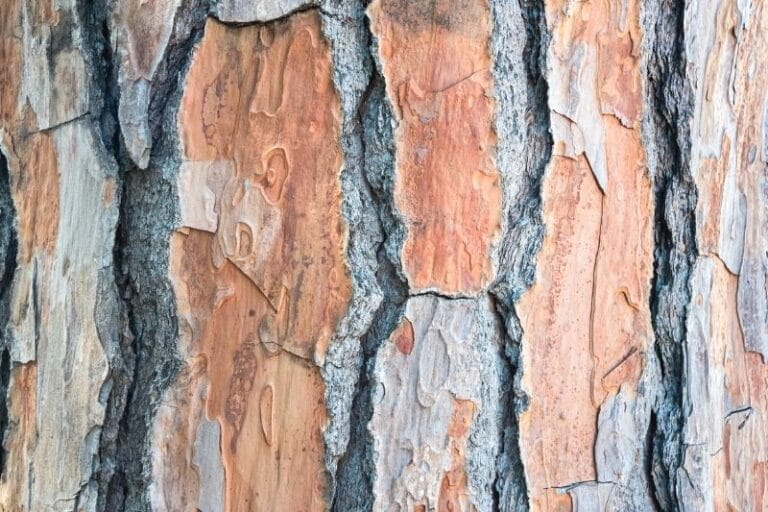 PinienRindenmulch idealer pHWert für diese Pflanzen Gartenrat.de