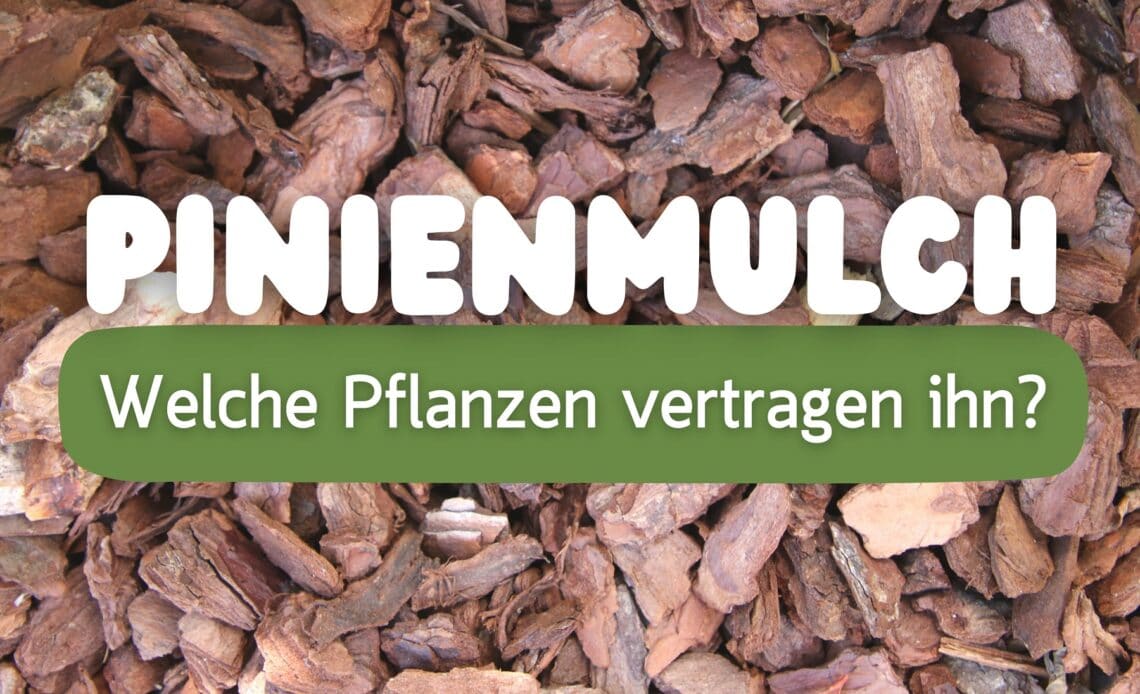 Pinien-Rindenmulch