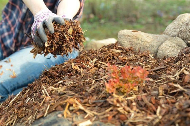 Pinien-Rindenmulch ausbringen