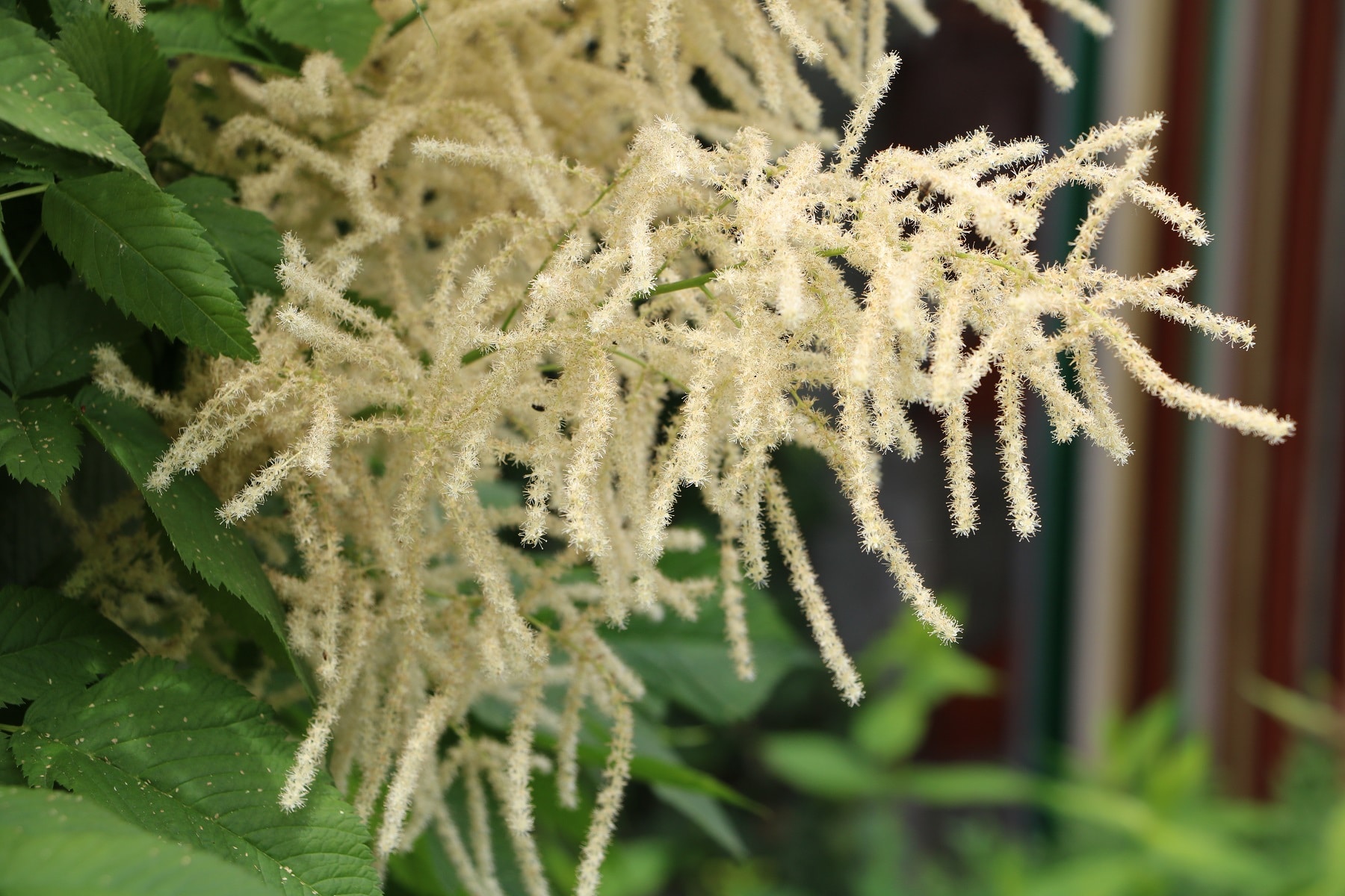 Prachtspiere (Astilbe)