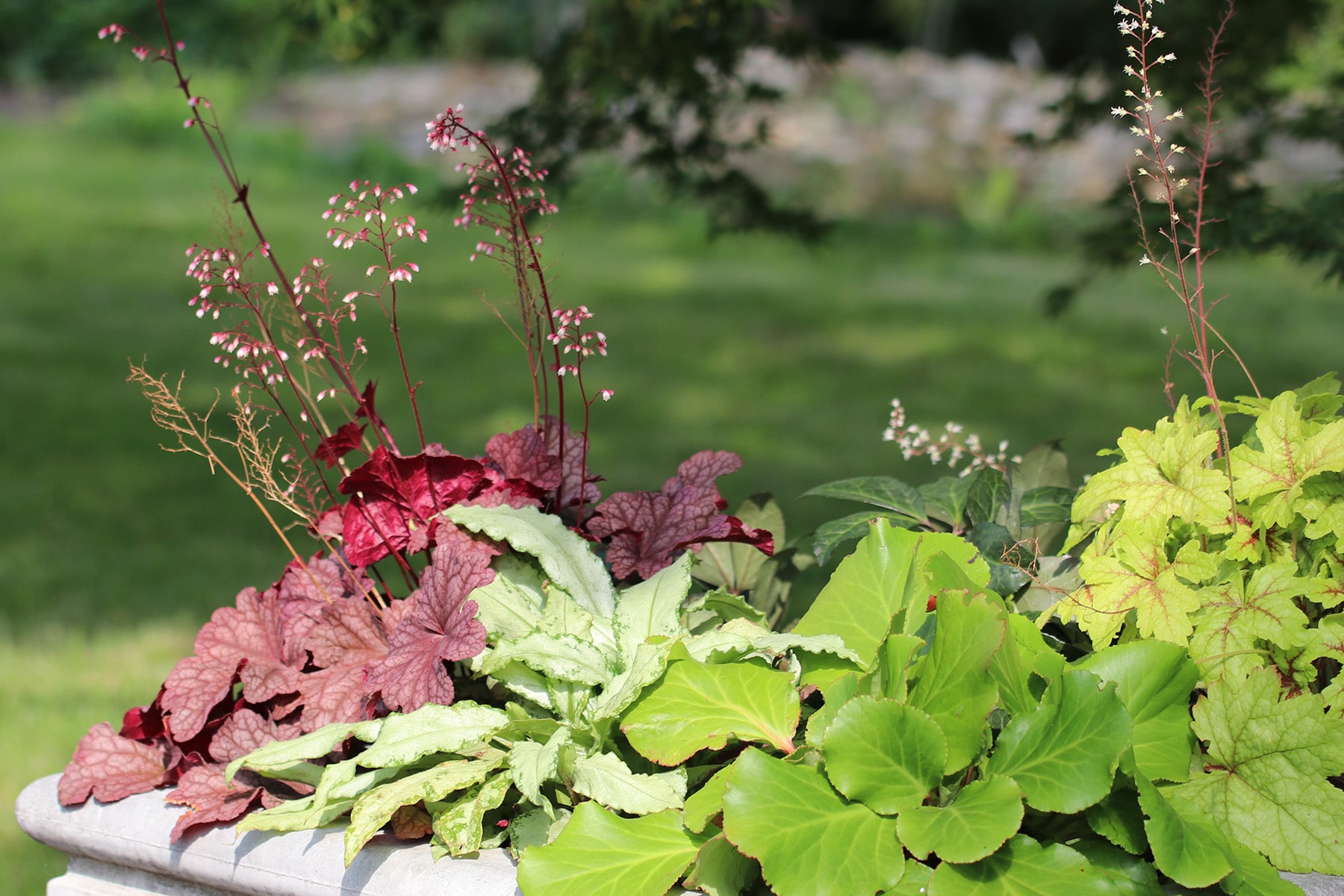 Purpurglöckchen (Heuchera)