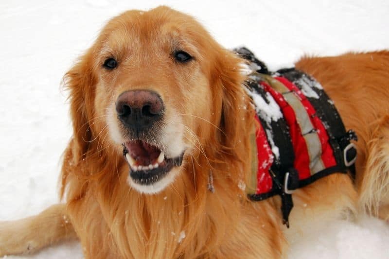 Rettungshund im Schnee