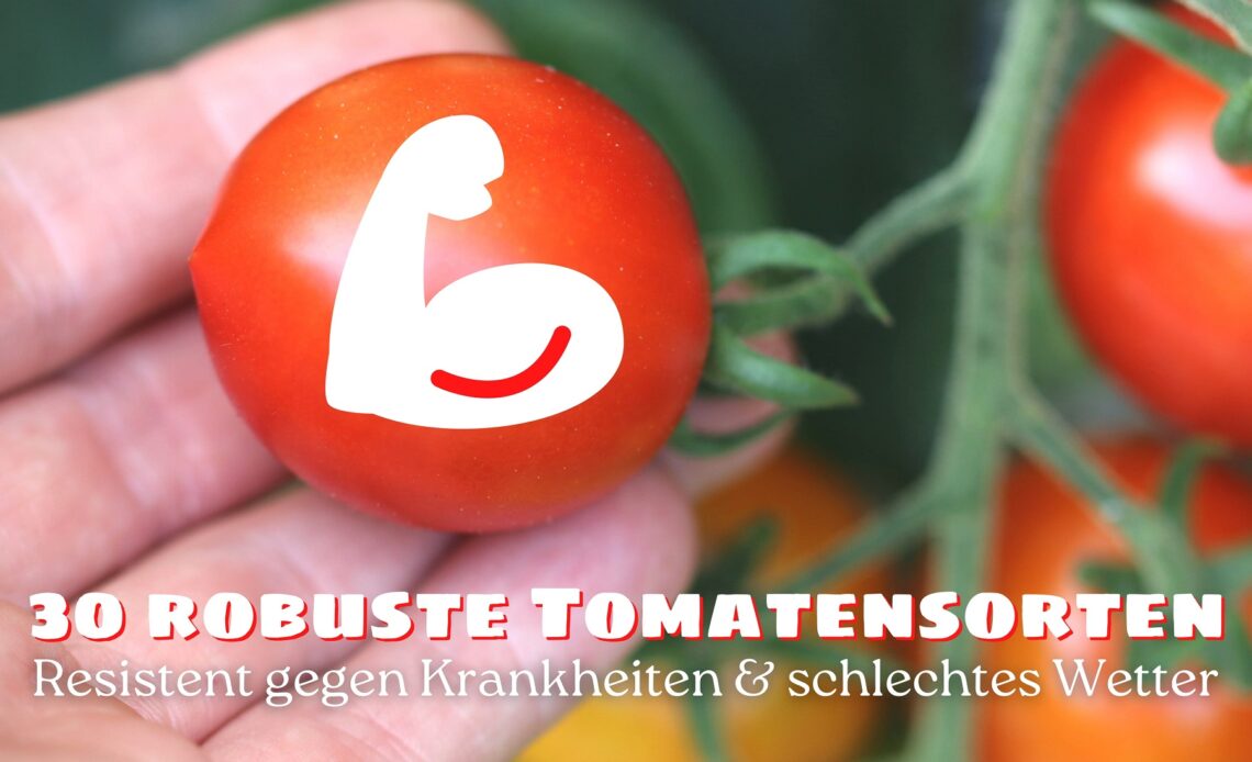 Robuste Tomatensorten