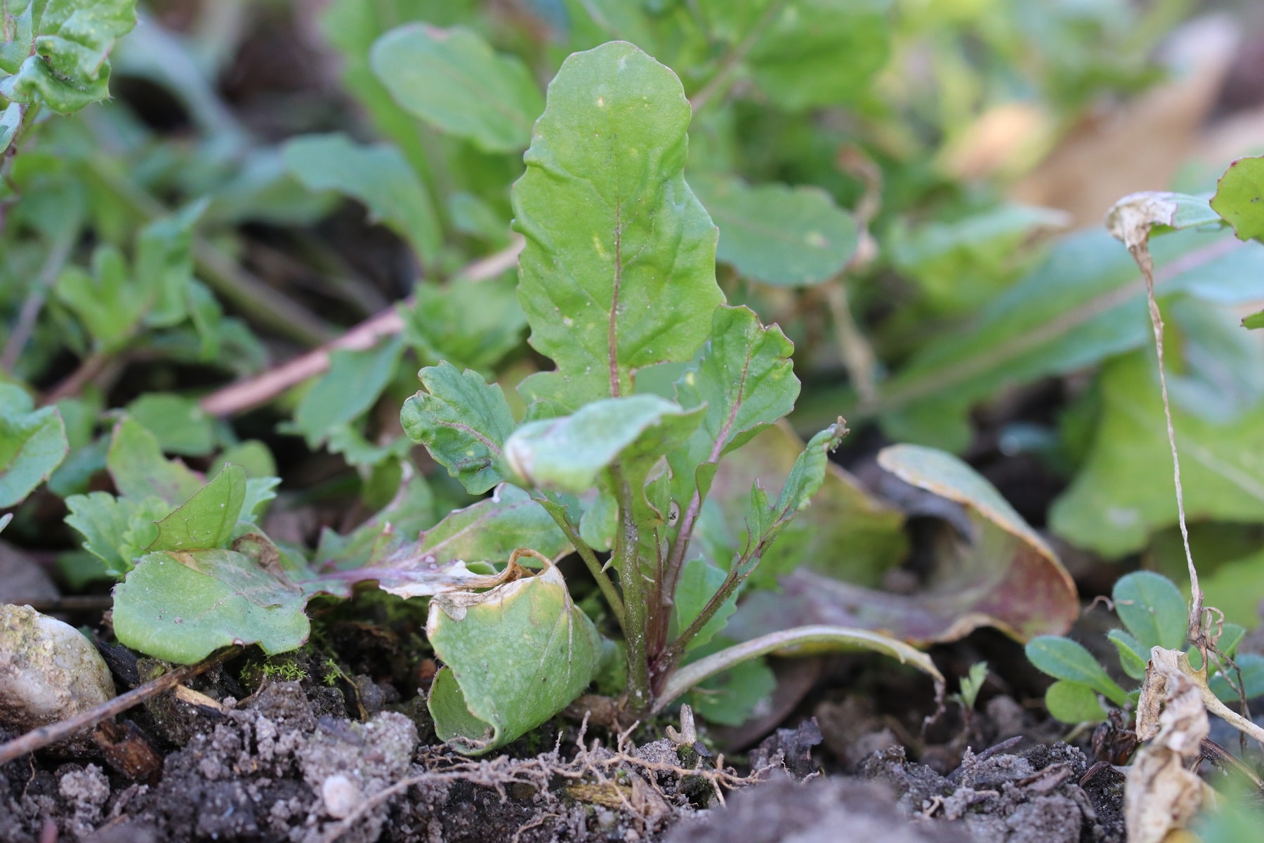 Rucola (Eruca sativa)