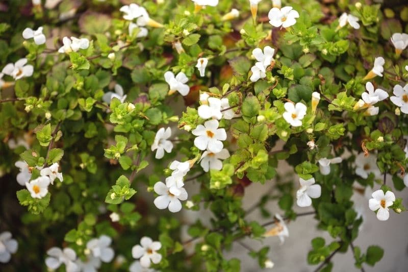 Schneeflockenblume (Sutera cordata)