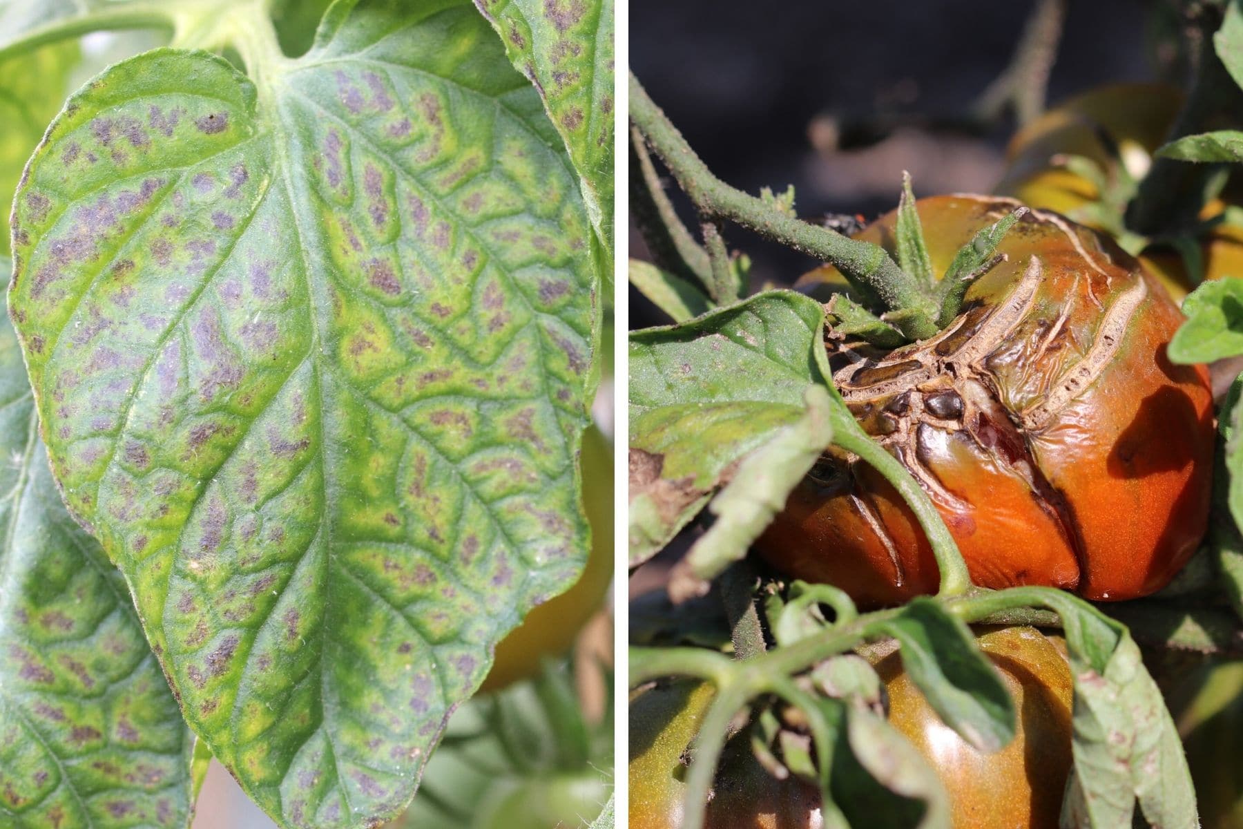 Tomatenkrankheiten - Tomatenmosaikvirus (links) und Braunfäule (rechts)