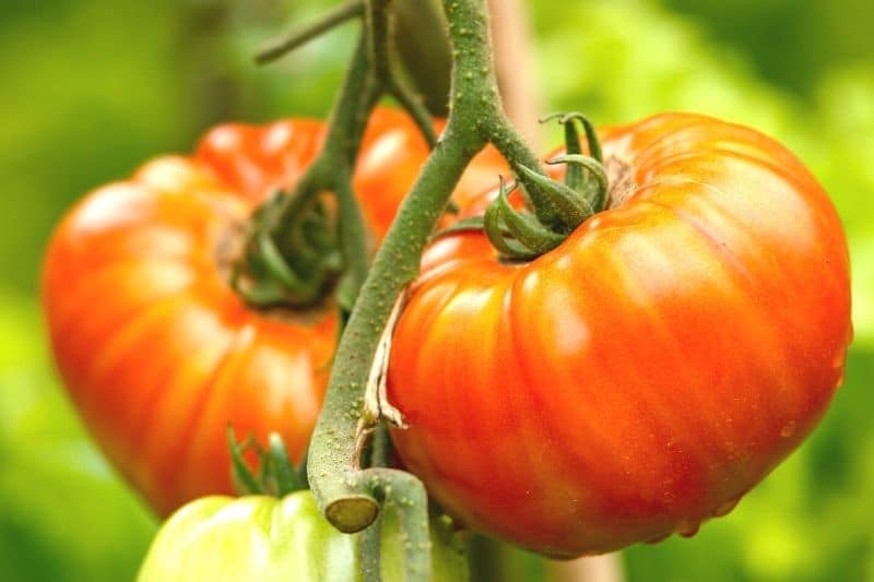 Tomatensorte Gigantomo