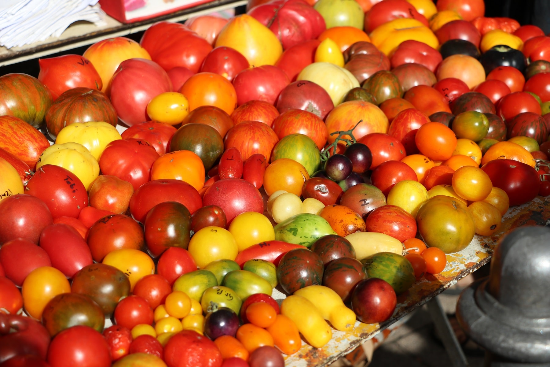 Verschiedene Tomatensorten 