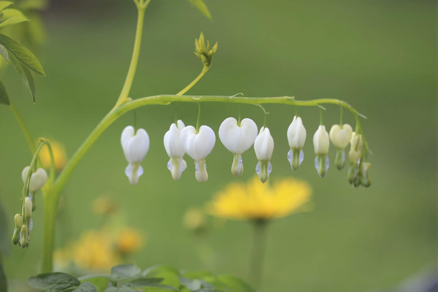 Tränendes Herz (Lamprocapnos spectabilis)