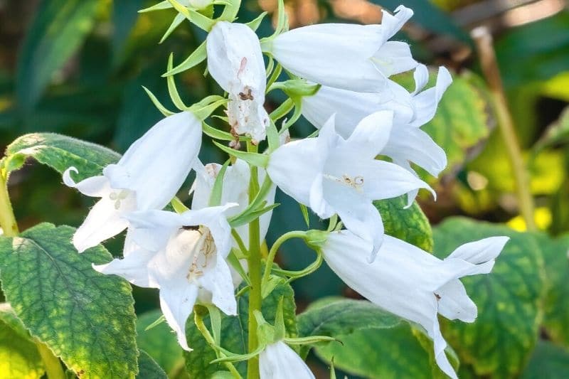 Waldglockenblume (Campanula latifolia var. macrantha 'Alba')