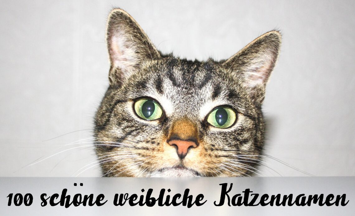 Katze schaut in die Kamera