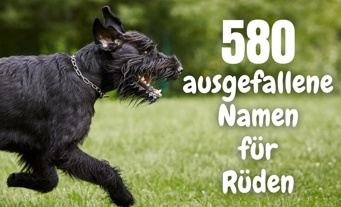 Ausgefallene Namen für Rüden - Rennender Hund