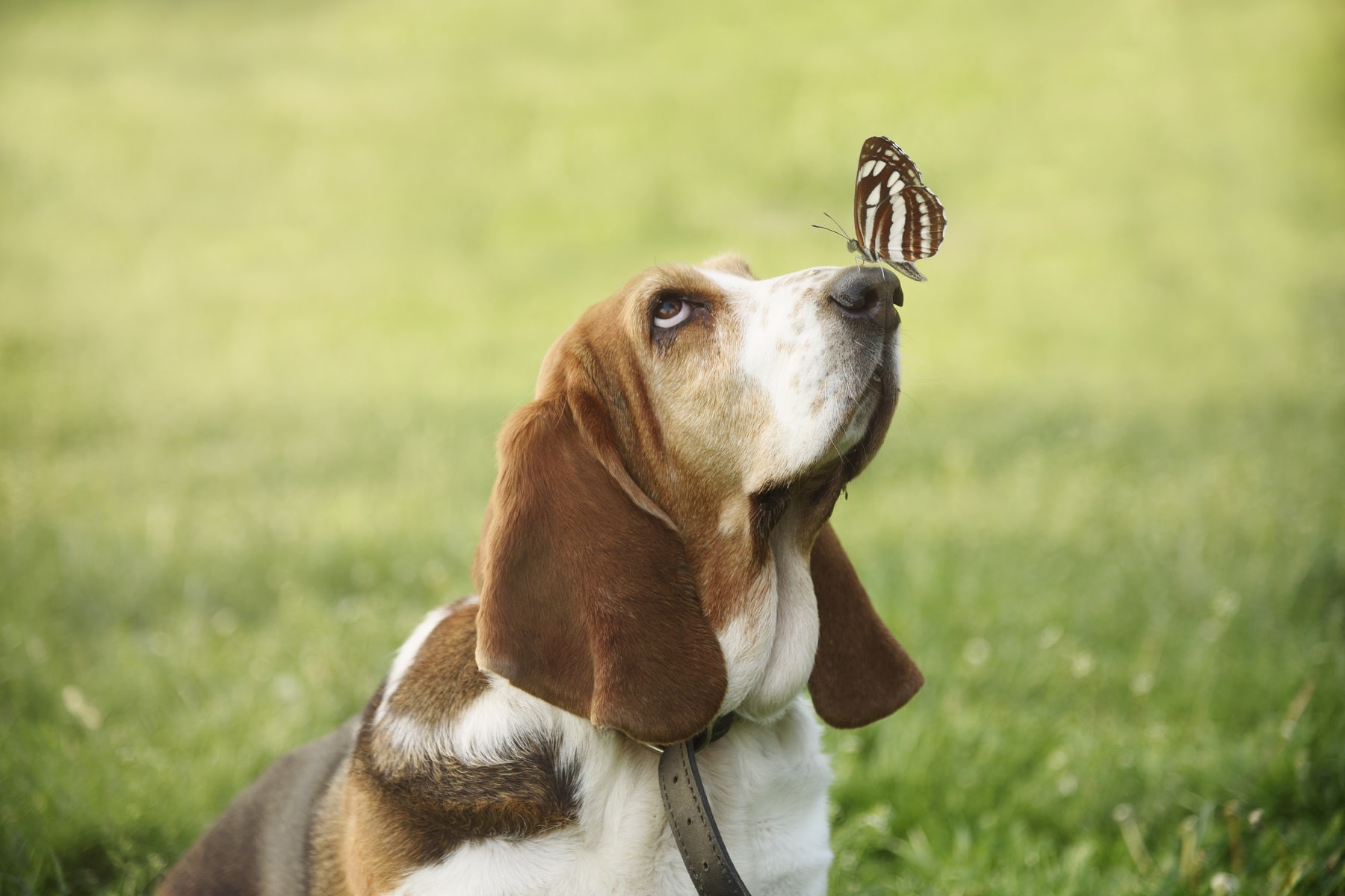 Basset mit Schmetterling auf der Nase