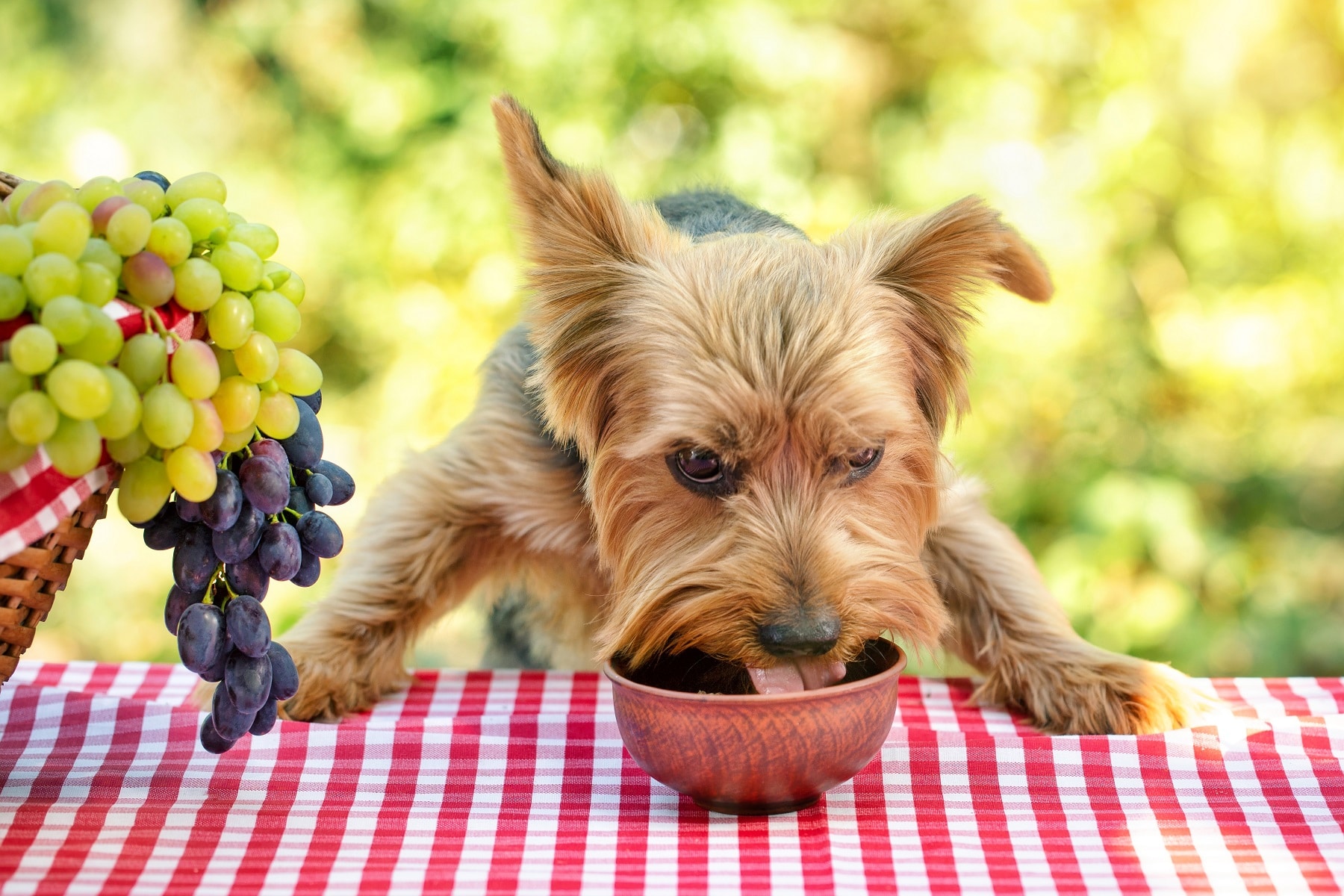 Frecher Hund frisst aus Schüssel auf dem Tisch