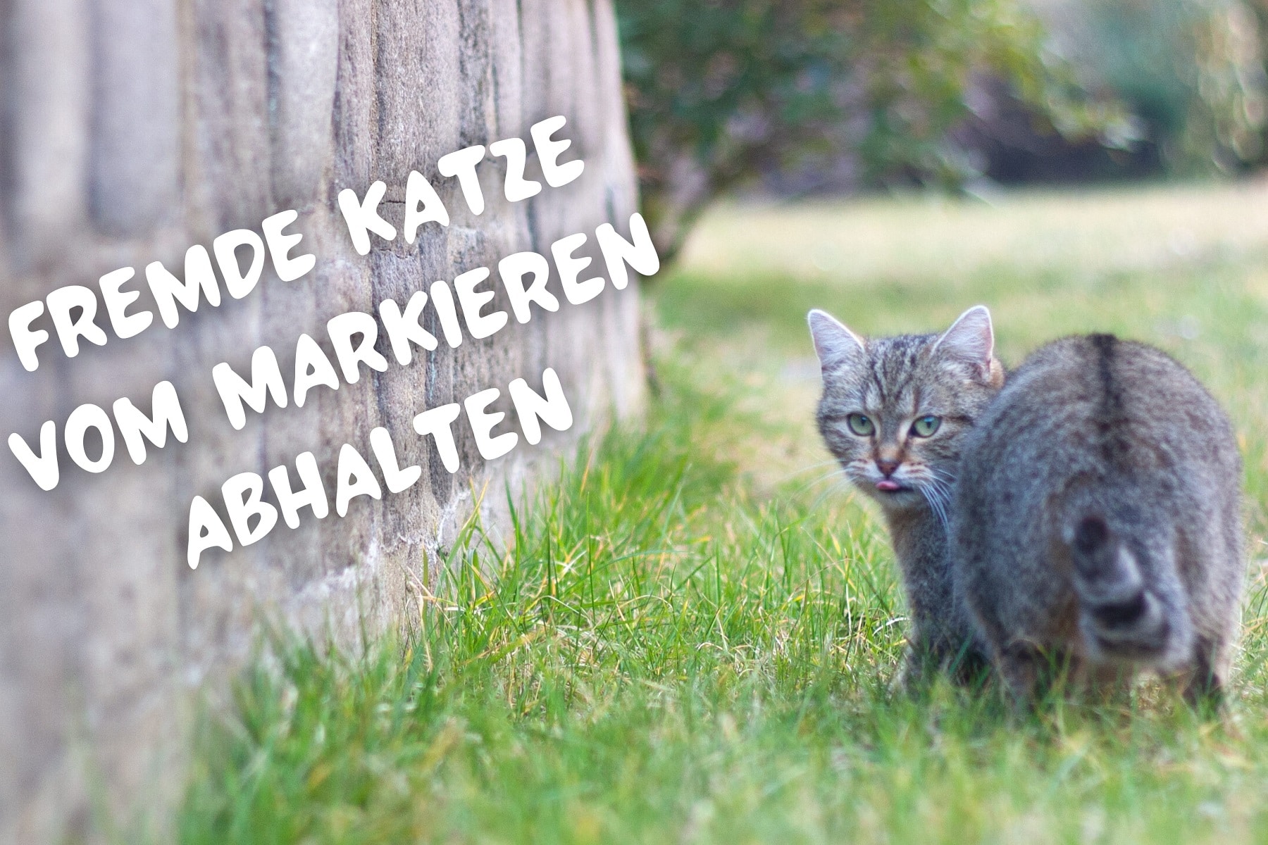 Fremde Katze markiert Terrasse wie verhindern? Gartenrat.de