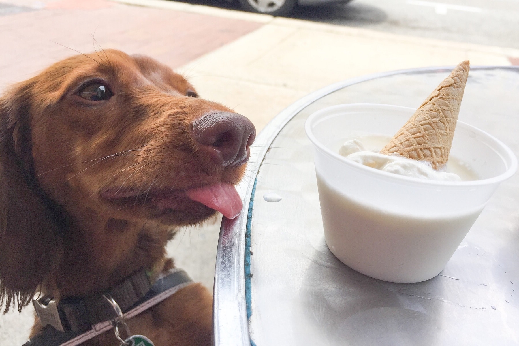 Hund mit Eiscreme