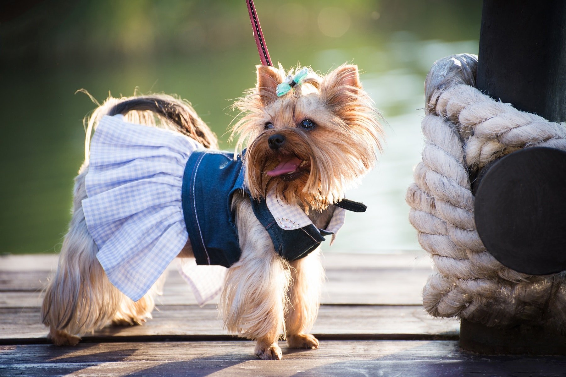 Terrier in Kleid