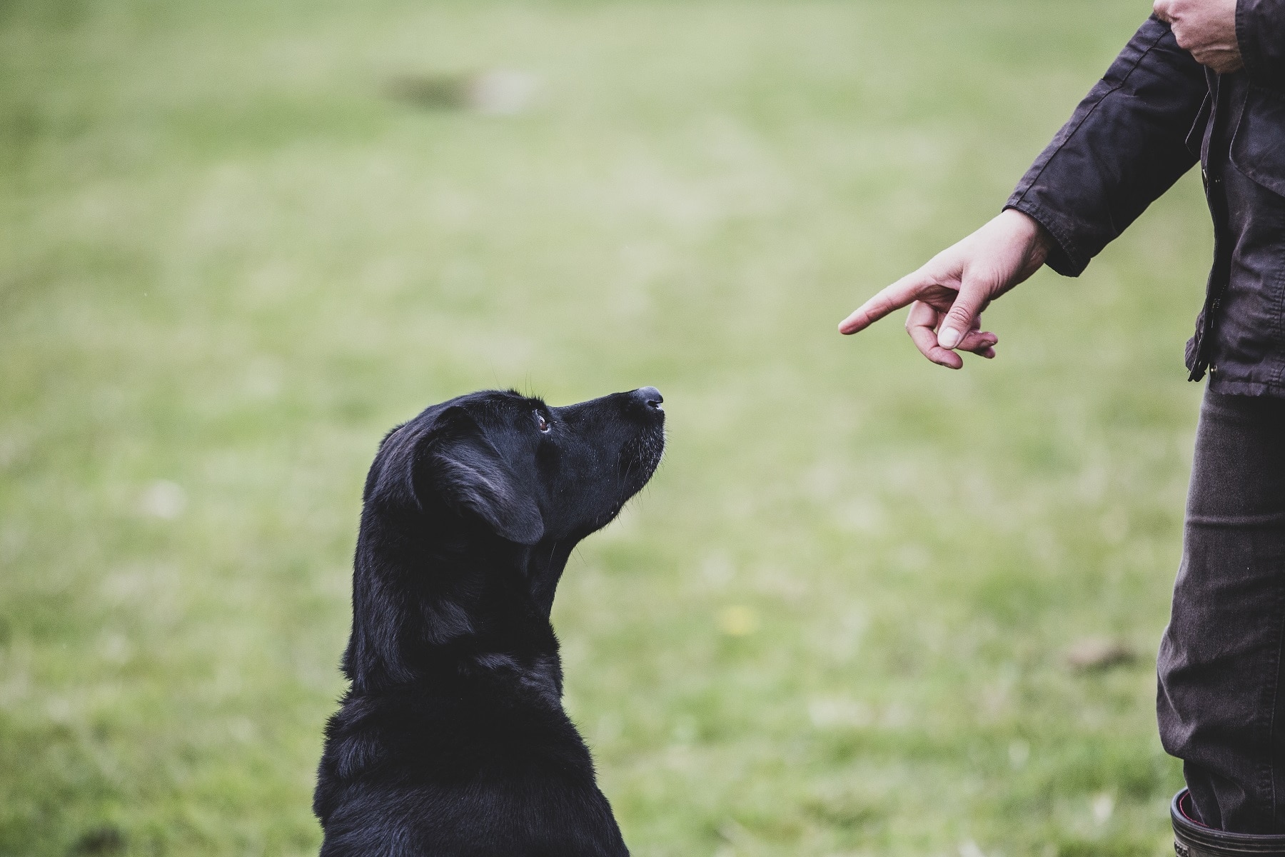 Labrador-Hund hört auf Kommando